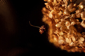 dried hydrangea flowers are golden in color on a dark mirror surface. macro