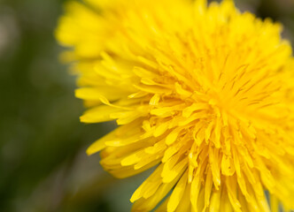 isolated flower close-up. macro photography. desktop wallpapers. beautiful floral background. yellow dandelion