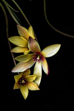 Vertical Shot Of Yellow African Corn Lilies On A Dark Background