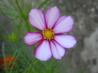 fleur