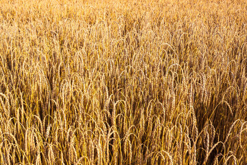 View of a grain field ready for harvest in Rheinhessen/Germany in sunshine