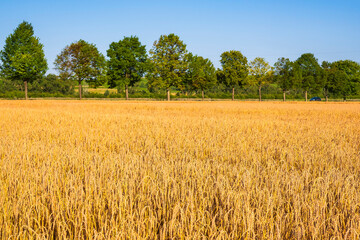 Grain field ready for harvest in Rheinhessen/Germany in sunshine with trees in the background