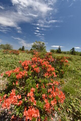 美ヶ原高原　レンゲツツジと空と雲