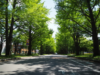 Fototapeta na wymiar 北海道大学構内のイチョウ並木