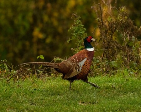 Proud cock Ring necked Pheasant, phasianus colchicus,