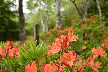 美ヶ原高原　レンゲツツジと白樺