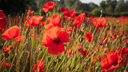 Sun-filled Field of Poppies