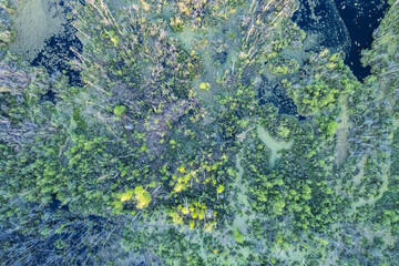 Swamp with fallen trees top down aerial view