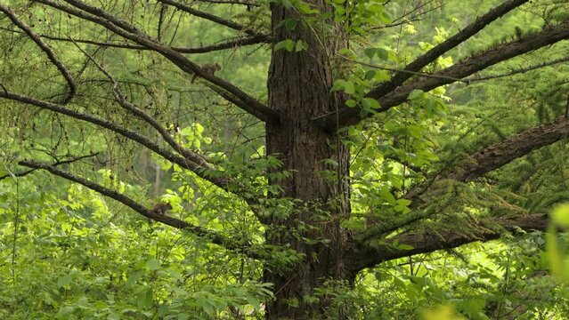 Red Squirrel Babies Playing in Tree Branches, Jumping Around