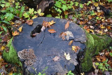 A stump from the lumbering days covered with moss and leaves