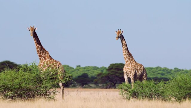 Two Towering Giraffes Standing In African Savanna Under Clear Blue Sky In Central Kalahari Game Reserve, Botswana. - Full Body Shot