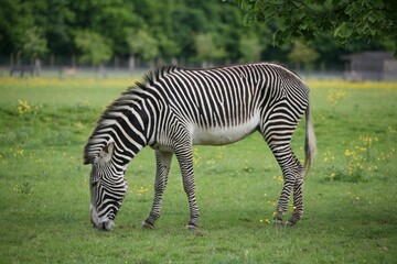 Beautiful zebra eating from the grass with trees in the background