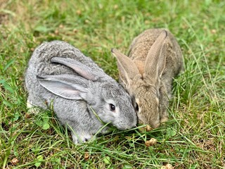 Rabbits sitting in the green grass.