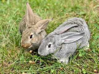 Two rabbits are sitting in the green grass.