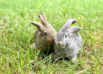 Two young dwarf rabbit sitting side by side