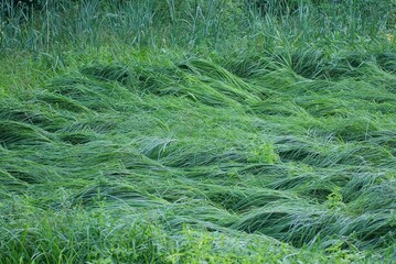 many long green grass of reeds and grass in the water in the swamp