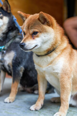 Two cute and funny Shiba Inu