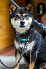 Two cute and funny Shiba Inu