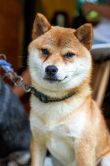 Two cute and funny Shiba Inu