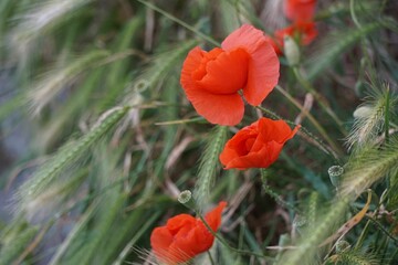 Shallow focus of red Common poppy flowers