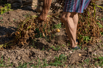 Hombre senior arrancando plantas de patatas, cosechar, cosecha de patatas.