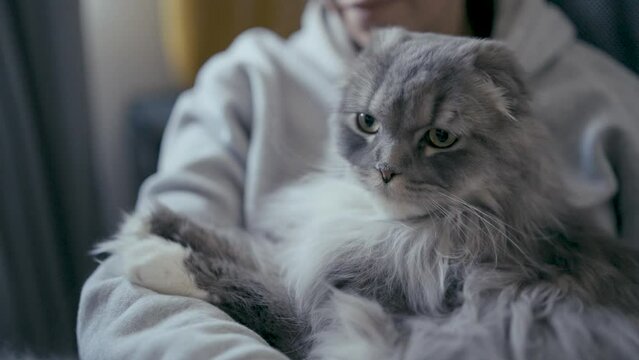 S&uuml;sser Kater wird gestreichelt 