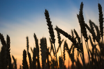 Silhouettes of ripe ears of wheat against a blue-yellow sunset sky.. Stop the war in Ukraine, harvest. Agricultural country symbol. beauty of nature