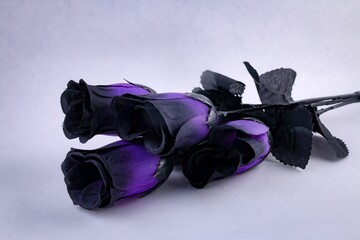 Closeup shot of goth purple and black roses isolated on a white background