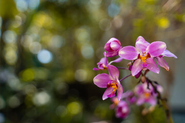 Pink Orchid flower in garden