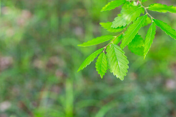 A species of the Zelkova tree, Zelkova serrata, keyaki, Japanese zelkova , Kinme keyaki. Young green yellow leaves in spring.