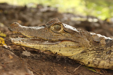 alligator on the shore of the lagoon wetland colombia