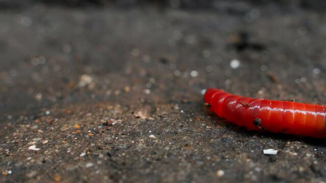 Saturated beautiful earthworm creeps close-up, examining the surface
