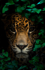 jaguar in tropical rainforest at night