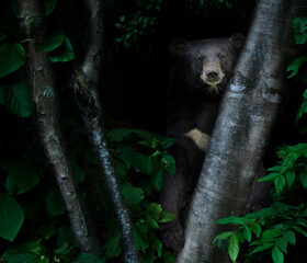 asiatic black bear in tropical rainforest at night - obrazy, fototapety, plakaty