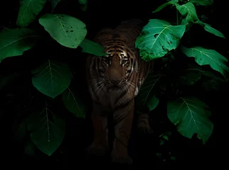 Schilderijen op glas tiger in tropical rainforest at night © anankkml