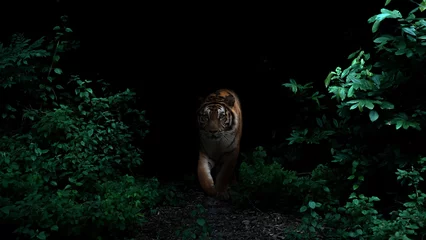 Keuken spatwand met foto tiger in tropical rainforest at night © anankkml