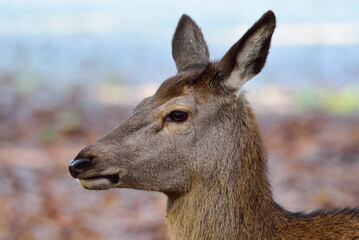 Red deer female head close up, head portrait, autumn, north rhine westphalia,  (cervus elaphus), germany