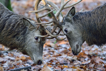 Two red deer males fighting with their antlers for food in late autumn, head portrait, north rhine westphalia,  (cervus elaphus), germany