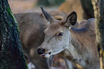 Red deer female head close up, head portrait, autumn, north rhine westphalia,  (cervus elaphus), germany