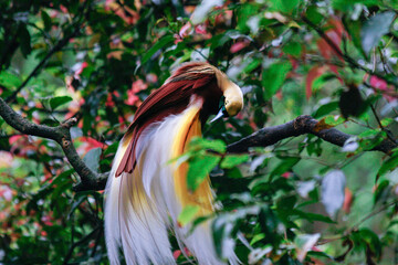 Cenderawasih Bird at Taman Safari Zoo, Indonesia