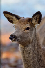 Red deer female foraging on forest floor in autumn, head portrait, north rhine westphalia,  (cervus elaphus), germany