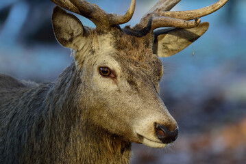 Red deer male with antlers looks attentively, head portrait, autumn, north rhine westphalia,  (cervus elaphus), germany