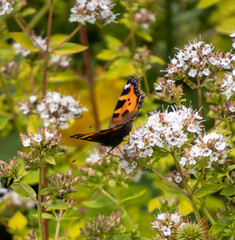 Closeup of butterfly on flower!