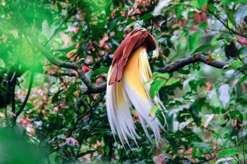 Taman Safari Zoo Animals