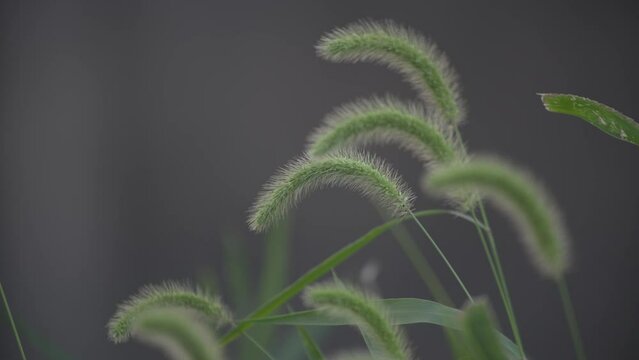 close up of a grass Setaria viridis