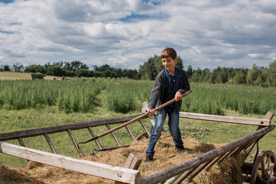 a boy rakes hay on a farm in a wagon