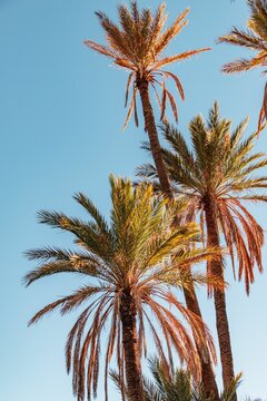 Vertical shot of palm trees in a blue sky in Tafraout, Morocco