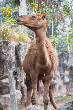 Taman Safari Zoo Animals