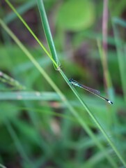 damselflies on green plant