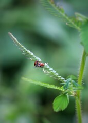 couples of ladybird on leaf